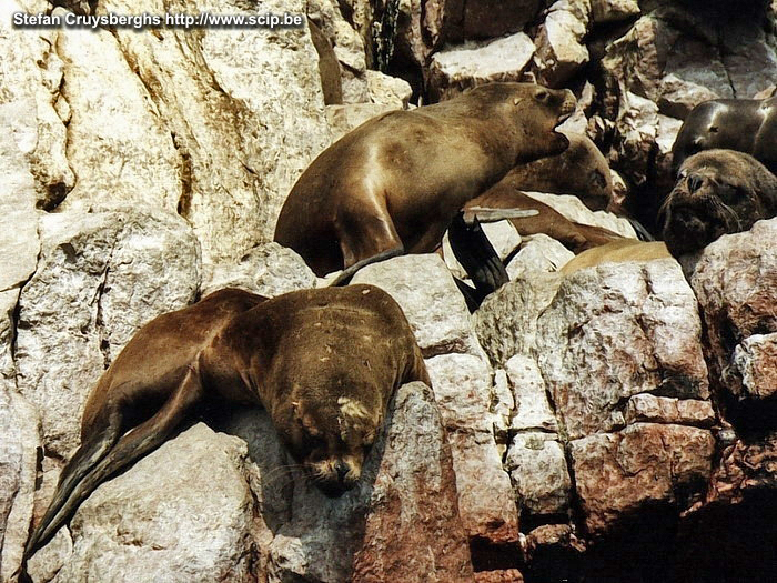 Ballestas - Sealions  Stefan Cruysberghs